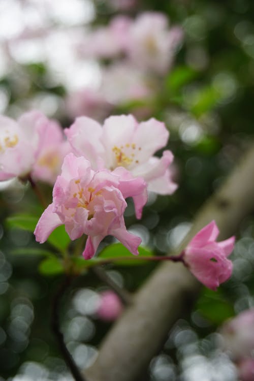 Foto d'estoc gratuïta de arbre, flors, flors boniques