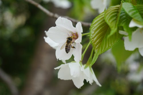 Foto d'estoc gratuïta de abella, flors, flors boniques