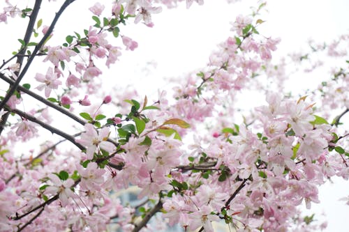 Foto d'estoc gratuïta de arbre, flors, flors boniques