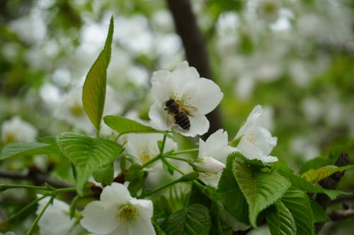 Fotos de stock gratuitas de abeja, flores, flores bonitas