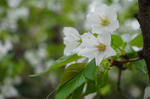 Fotos de stock gratuitas de árbol, flores, flores bonitas