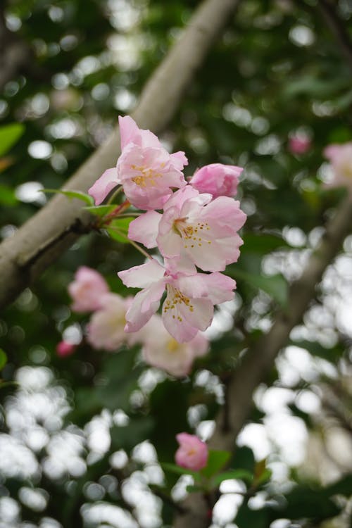 Ingyenes stockfotó fa, gyönyörű virágok, rózsaszín témában