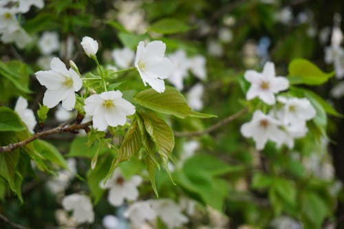 Foto d'estoc gratuïta de arbre, flors, flors boniques