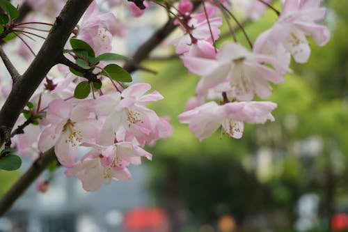 Fotos de stock gratuitas de árbol, flores, flores bonitas