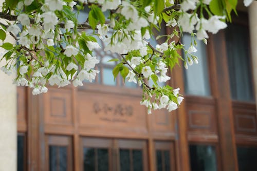 Fotos de stock gratuitas de árbol, flores, flores bonitas