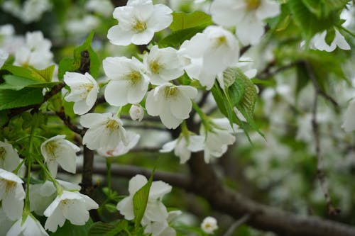 Fotos de stock gratuitas de árbol, flores, flores bonitas