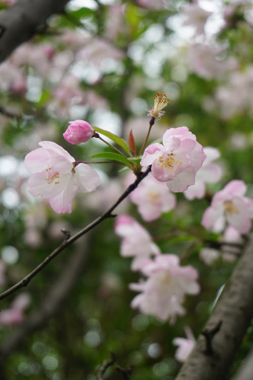 Foto d'estoc gratuïta de arbre, flors, flors boniques