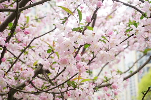 Fotos de stock gratuitas de árbol, flores, flores bonitas