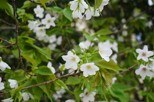 Foto d'estoc gratuïta de arbre, flors, flors boniques