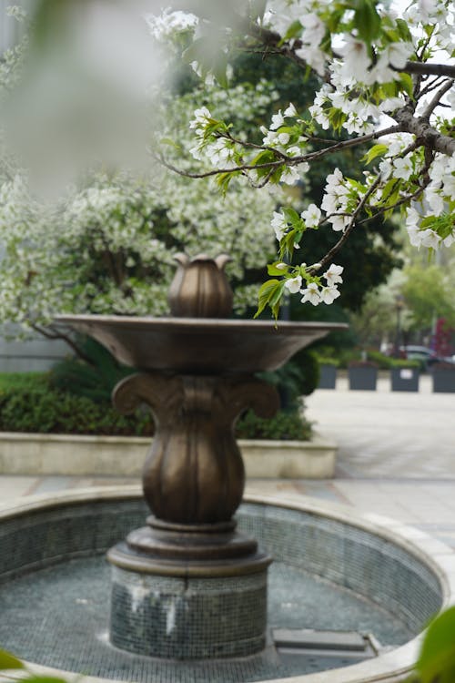 Foto d'estoc gratuïta de arbre, flors, flors boniques