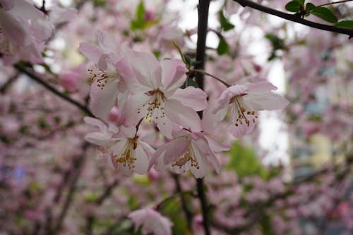 Foto d'estoc gratuïta de arbre, flors, flors boniques