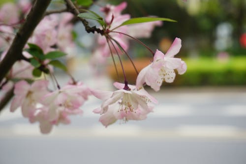 Foto d'estoc gratuïta de arbre, flors, flors boniques