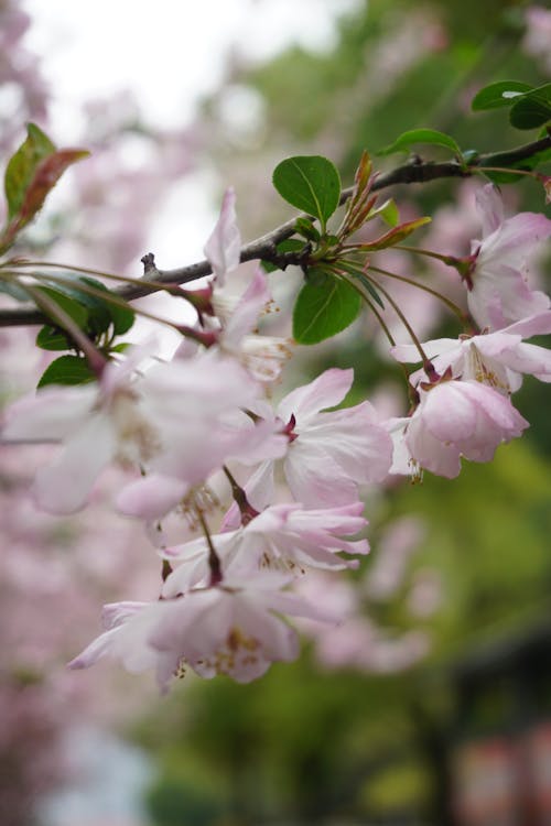 Foto d'estoc gratuïta de arbre, flors, flors boniques