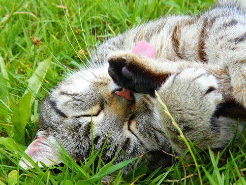 免费 在绿色草地上的棕色虎斑小猫 素材图片