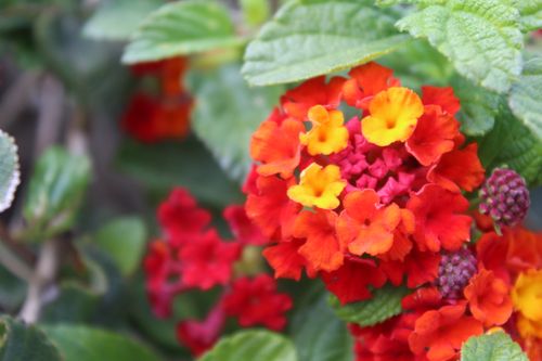 Free Confetti Lantana plants Stock Photo