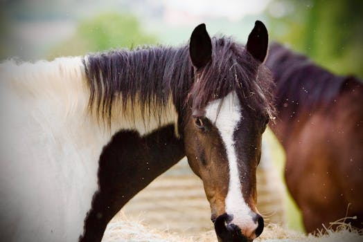 ¿Qué significa soñar con caballos según la Biblia?