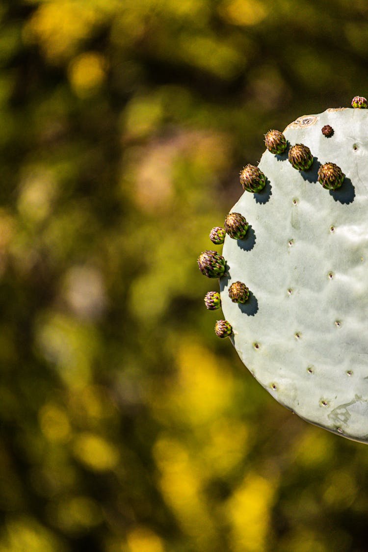 Leaf Of Cactus