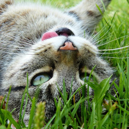 免费 躺在绿色草地上的银虎斑猫 素材图片