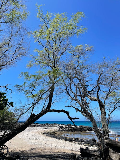 Foto d'estoc gratuïta de arbres, branques, cel blau