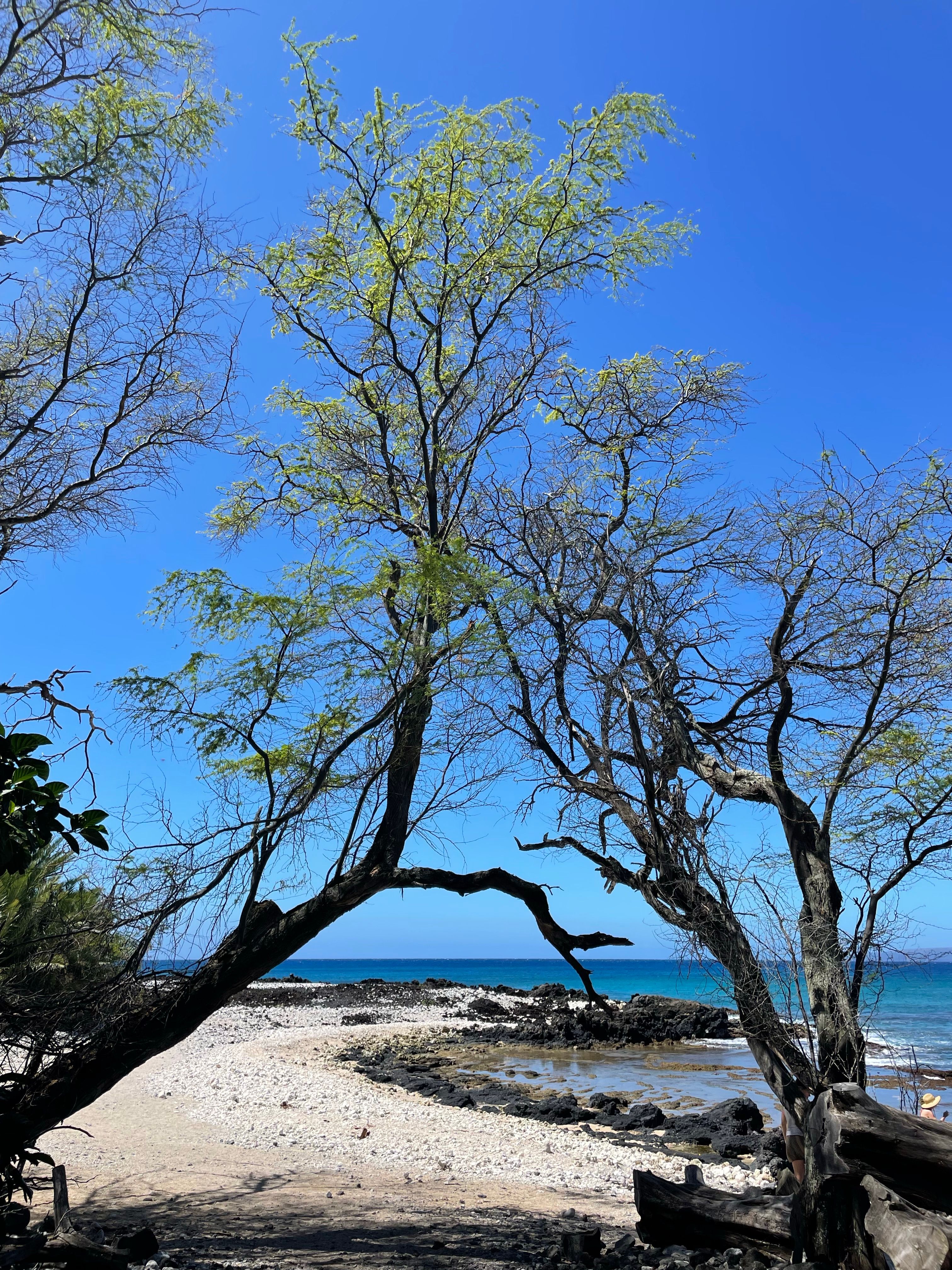 Trees on the Beach on the Background of a Blue Sky · Free Stock Photo