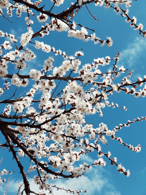 Kostenloses Stock Foto zu apfelbaum, äste, blumen