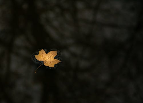 Základová fotografie zdarma na téma autumn, background, dark