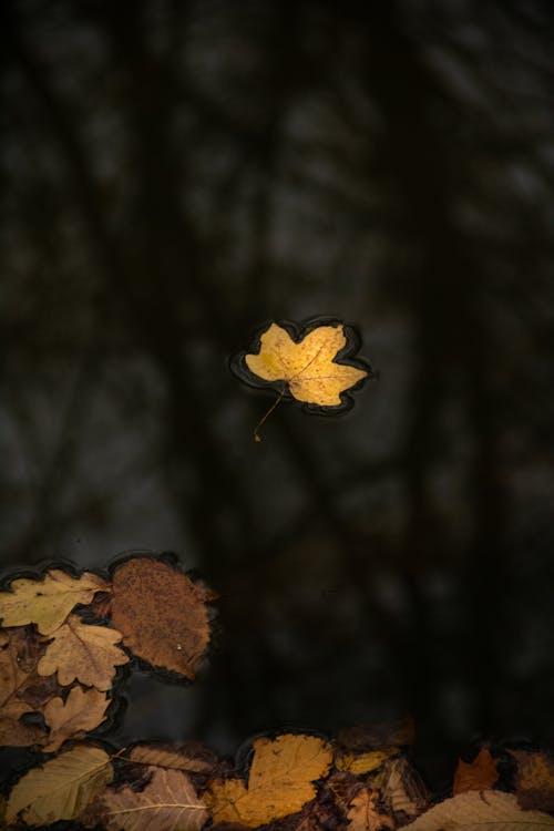 Základová fotografie zdarma na téma autumn, background, dark