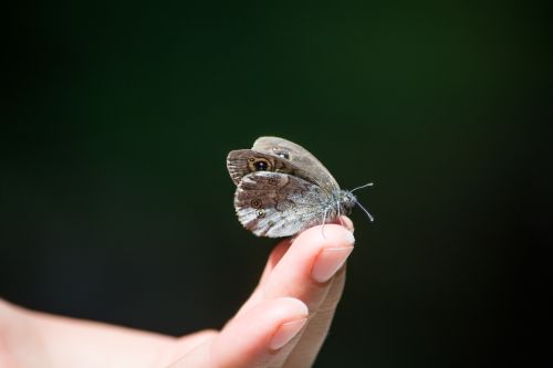 Free Owl butterfly rests gently on a human finger against a lush green backdrop. Stock Photo