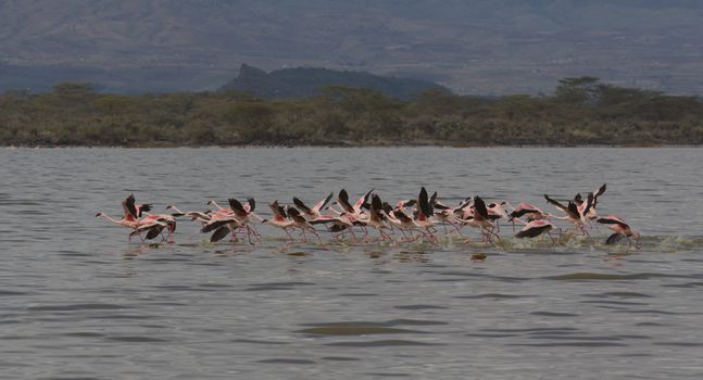 flock of greater flamingos take flight over lake elmenteita, kenya