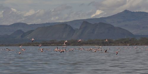 Free A scenic view of flamingos in flight over a lake with mountains in the background. Stock Photo