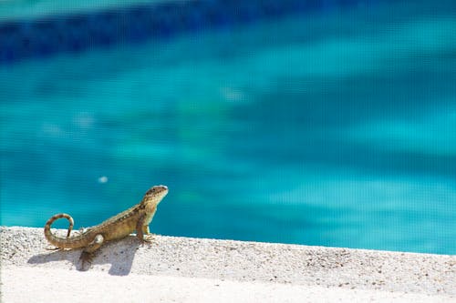 Gratis stockfoto met bij het zwembad, zomertijd