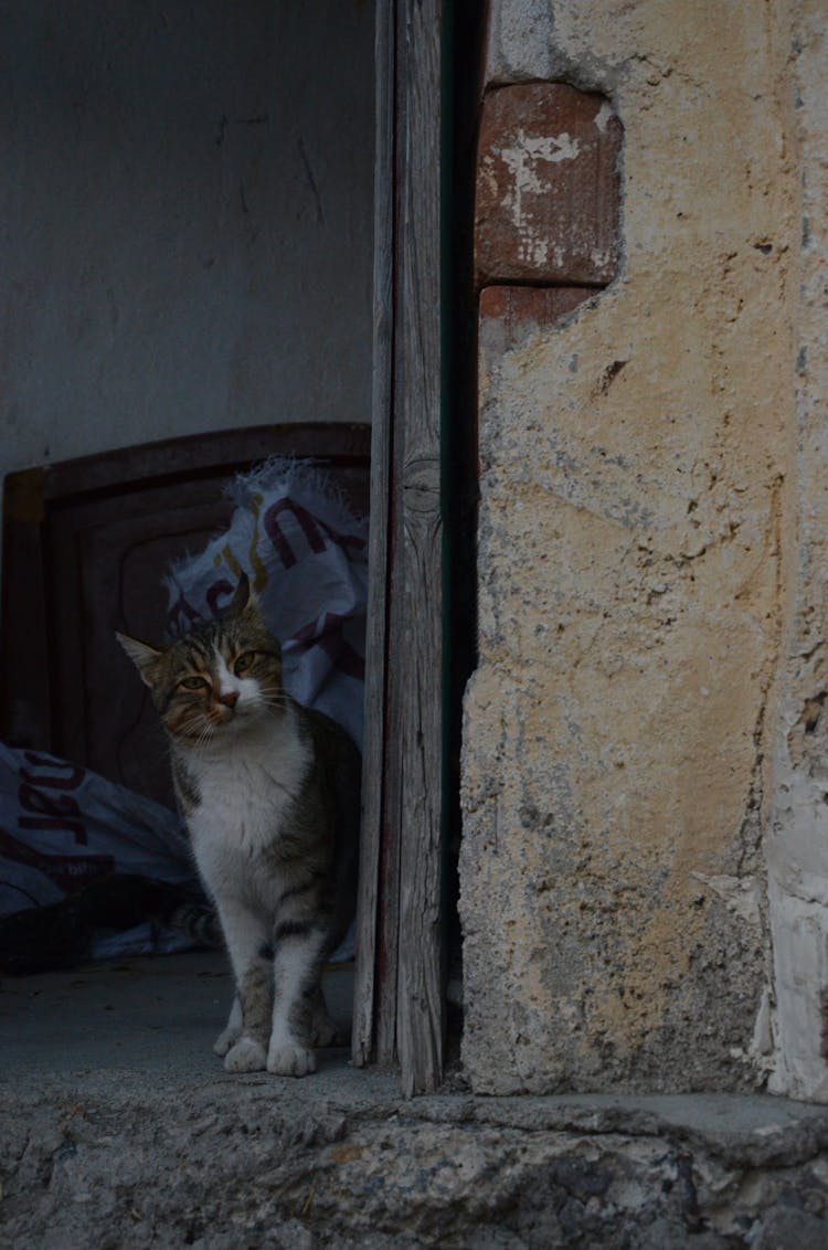 Cat Near Wall