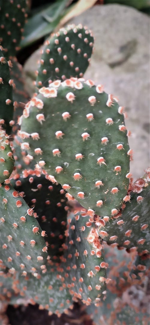 Fotos de stock gratuitas de botánico, cactus, Europa