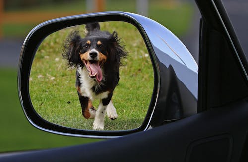 Fotobanka s bezplatnými fotkami na tému auto, bočné zrkadlo, domáce zviera