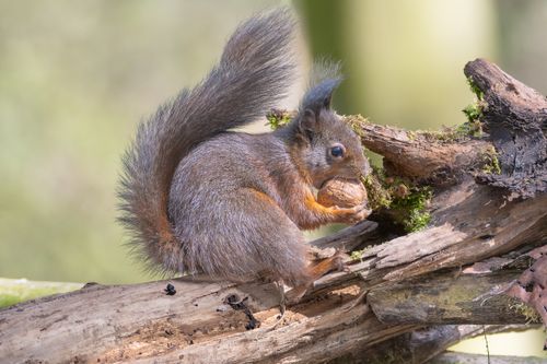Free A red squirrel on a tree log eating a nut in a sunlit forest setting. Stock Photo