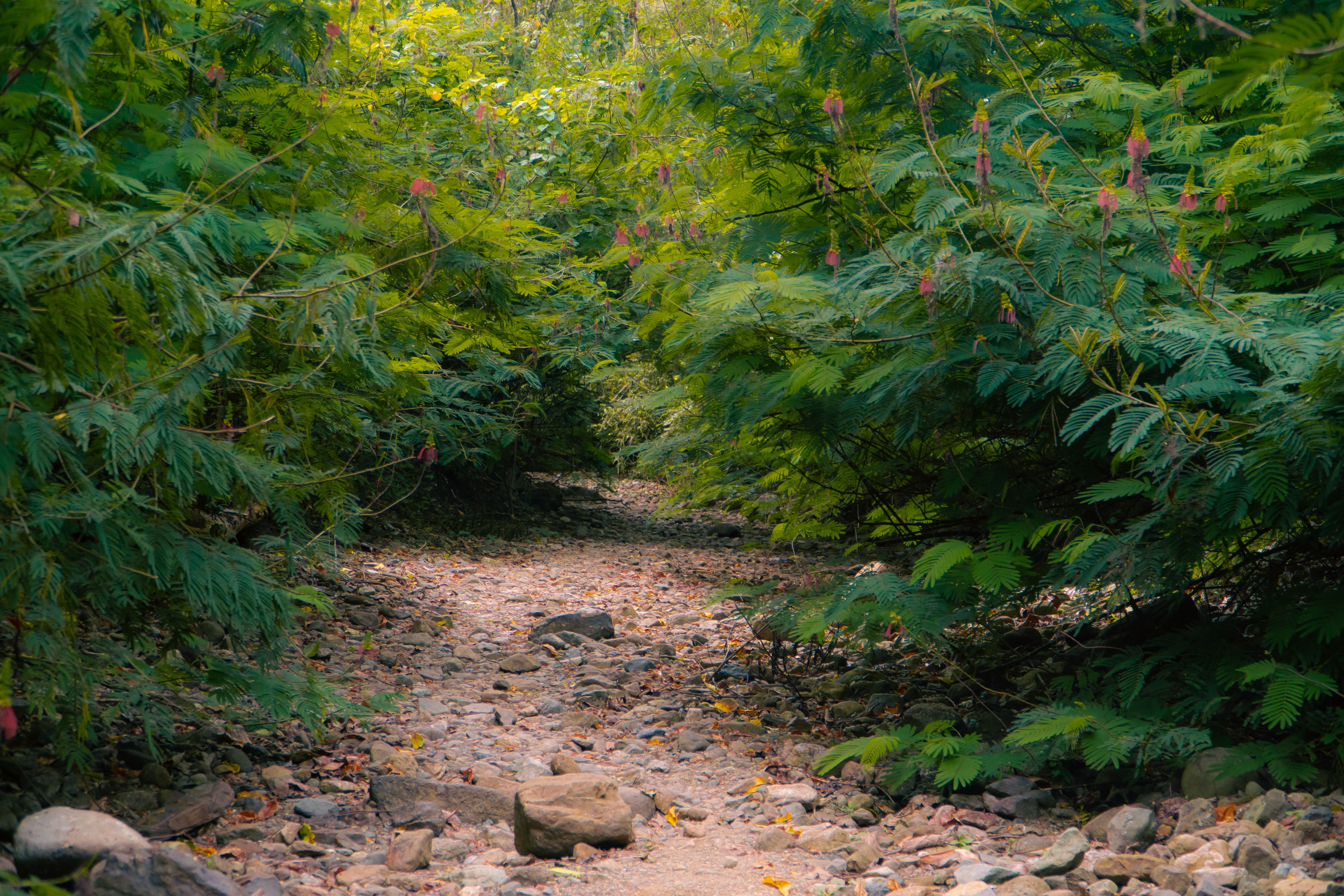 Forest track leading towards Kanheri Caves inside Sanjay Gandhi National Park at Borivali