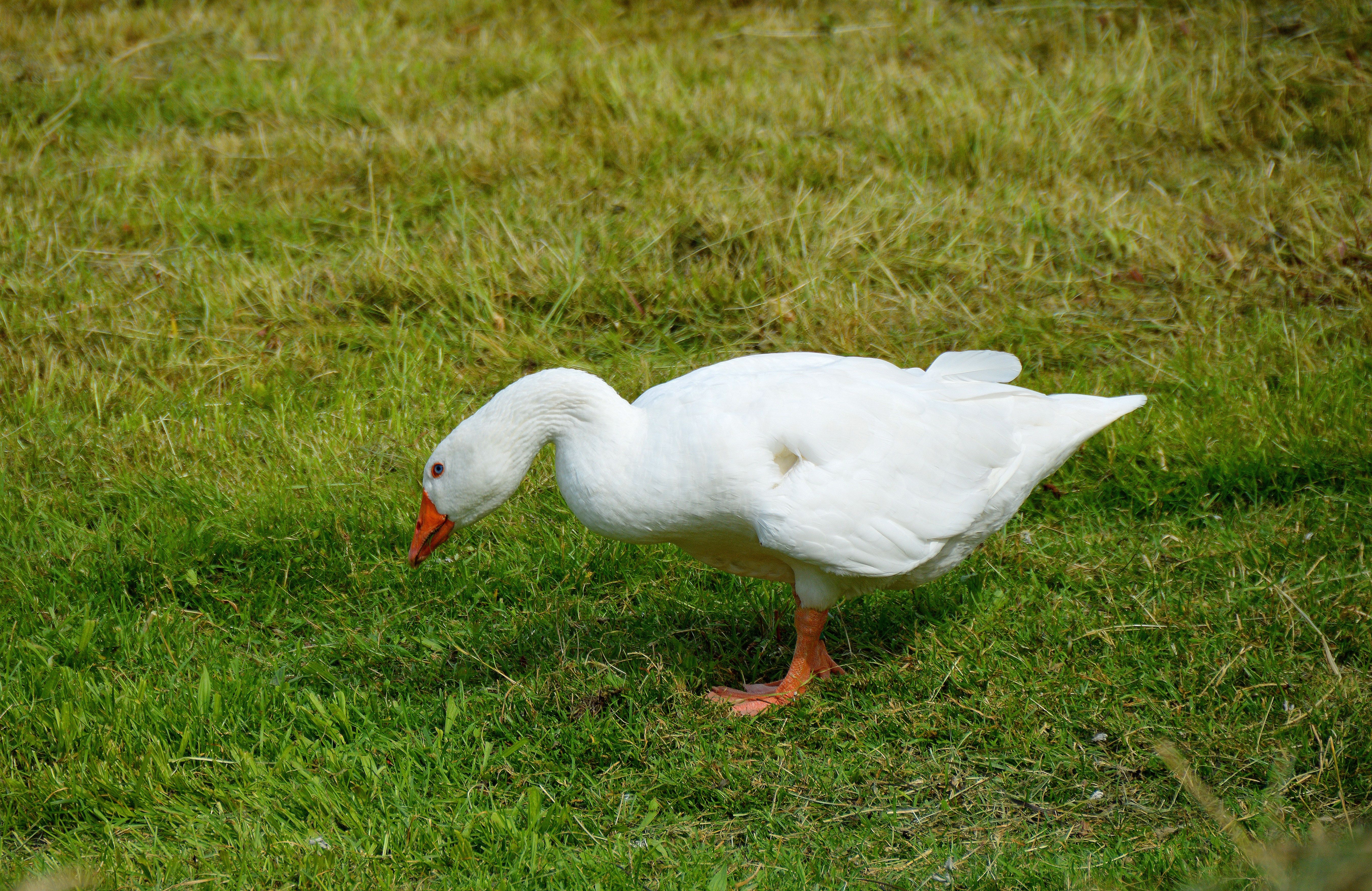 Kostenloses Foto Zum Thema Federn Gefieder Gras