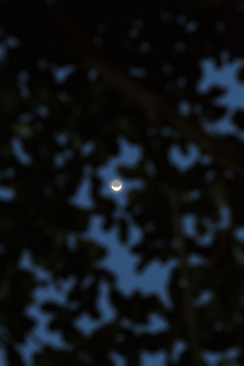 Darmowe zdjęcie z galerii z eid, jesienne liście, księżyc