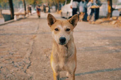 Foto stok gratis anjing, binatang, fotografi hewan peliharaan