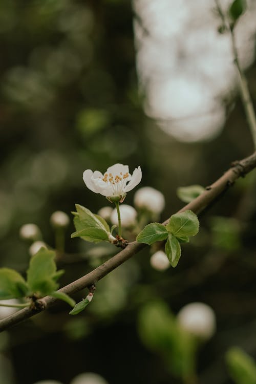 Blossom on Branch