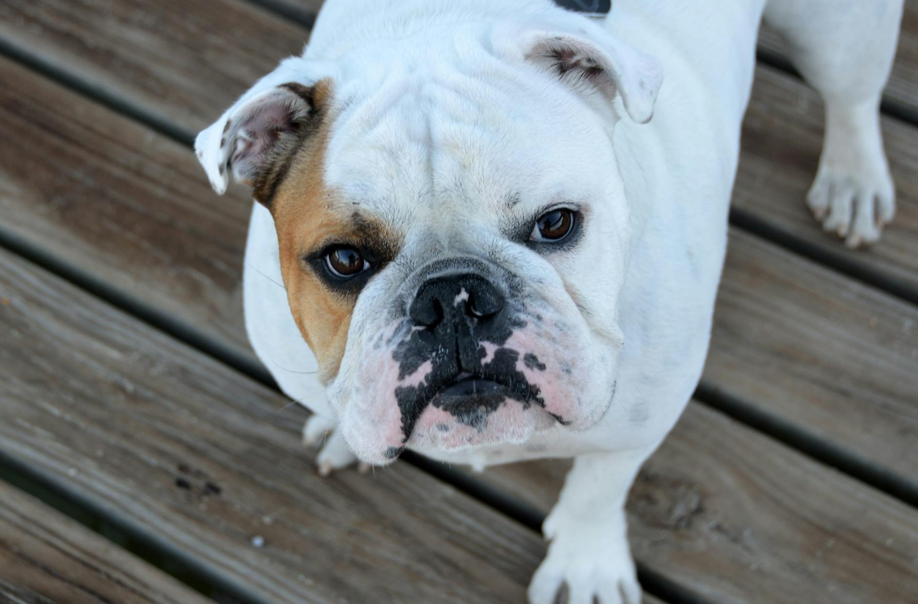 English Bulldog