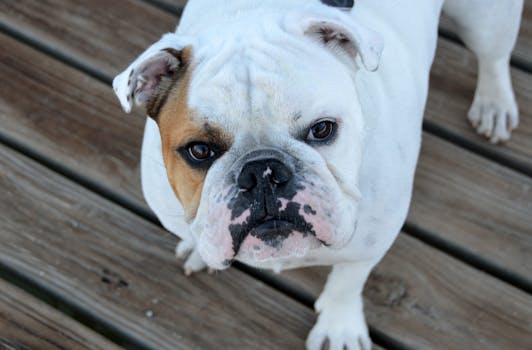 20+ Great Bulldog Photos · Pexels · Free Stock Photos