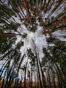 A captivating low-angle shot of pine trees reaching towards the sky, showcasing the beauty of nature.