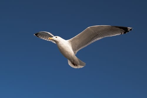 Close up of Flying Seagull