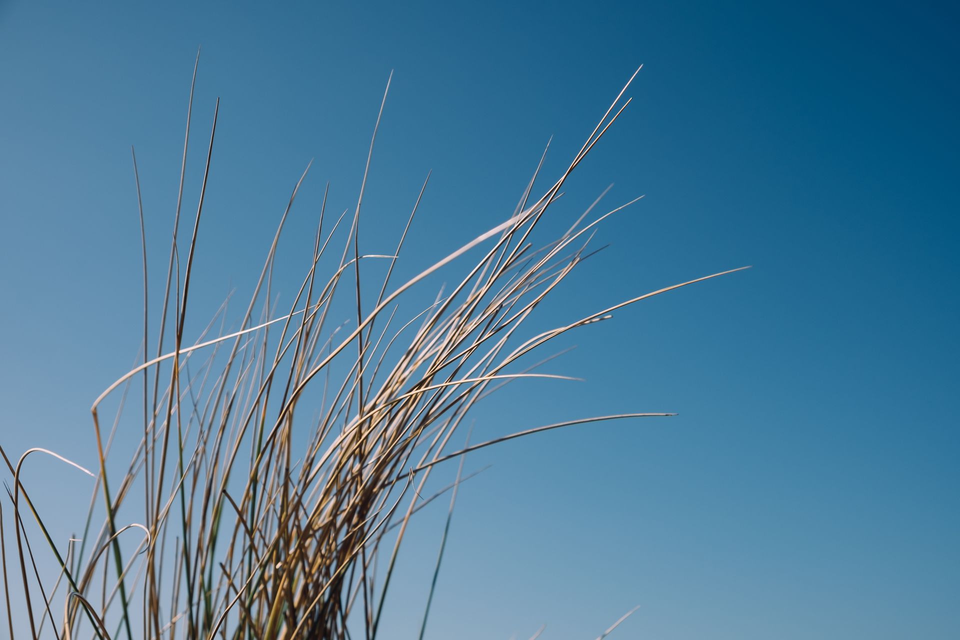 A striking minimalist image of tall grasses swaying against a clear blue sky, capturing the essence of nature's simplicity.