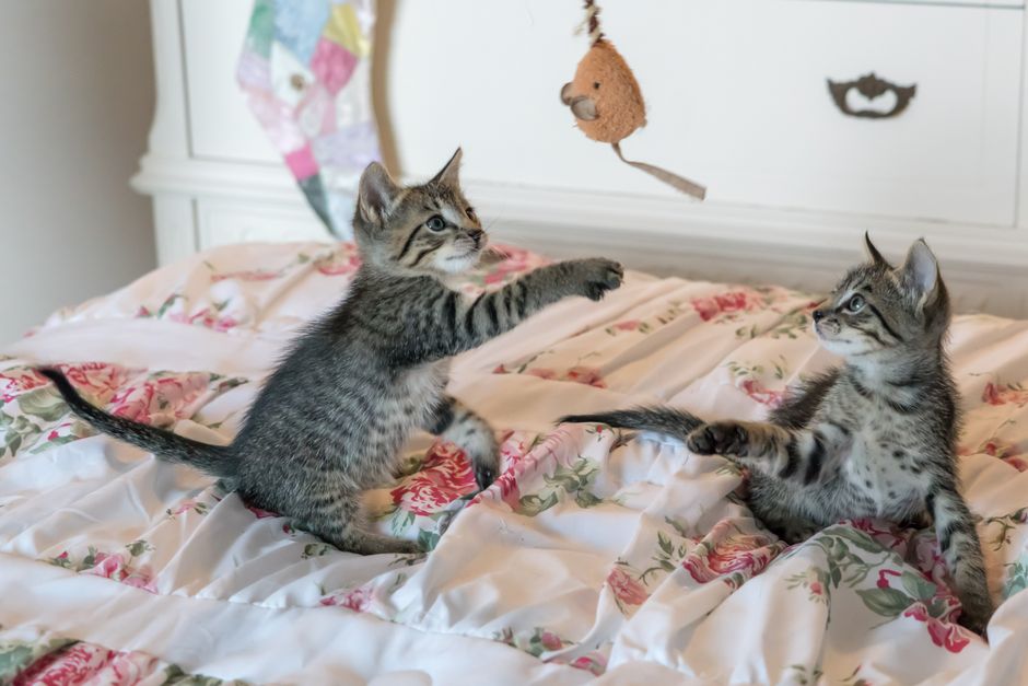 Two tabby kittens on a flowered bedspread reaching up at a plush toy mouse dangling above them