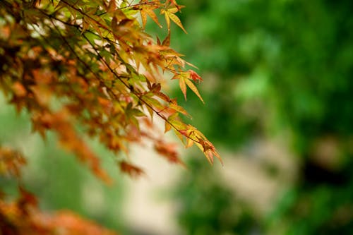 Close-up of Colorful Leaves of a Japanese Maple in Autumn