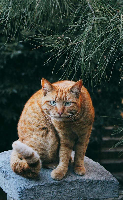 A Ginger Cat Sitting on a Wall