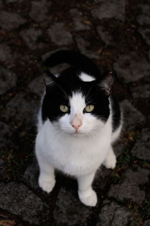 Free Close-up of a black and white cat sitting on a stone path, gazing upward. Stock Photo
