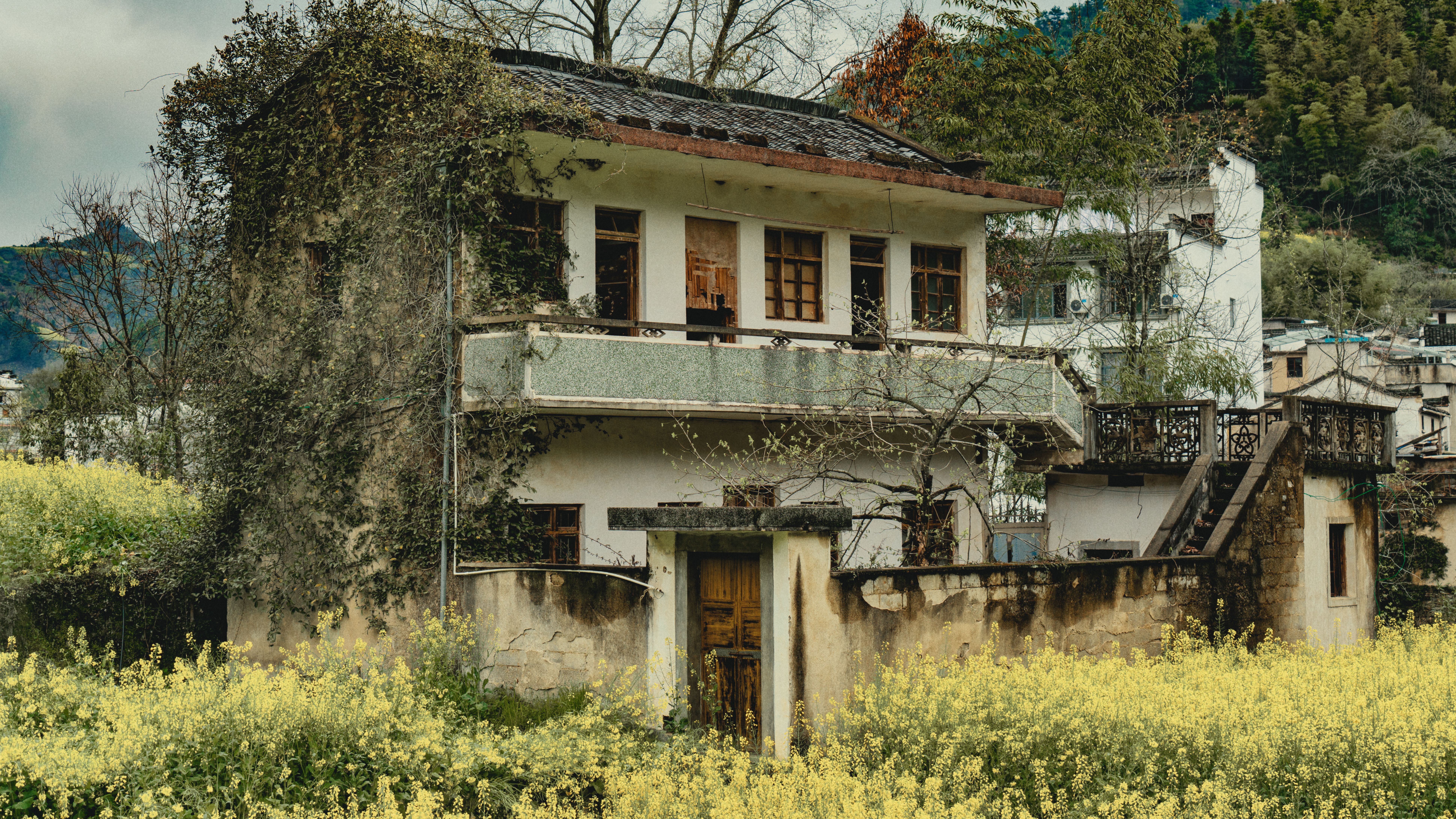 Charming view of an ivy-covered abandoned house surrounded by vibrant yellow wildflowers.